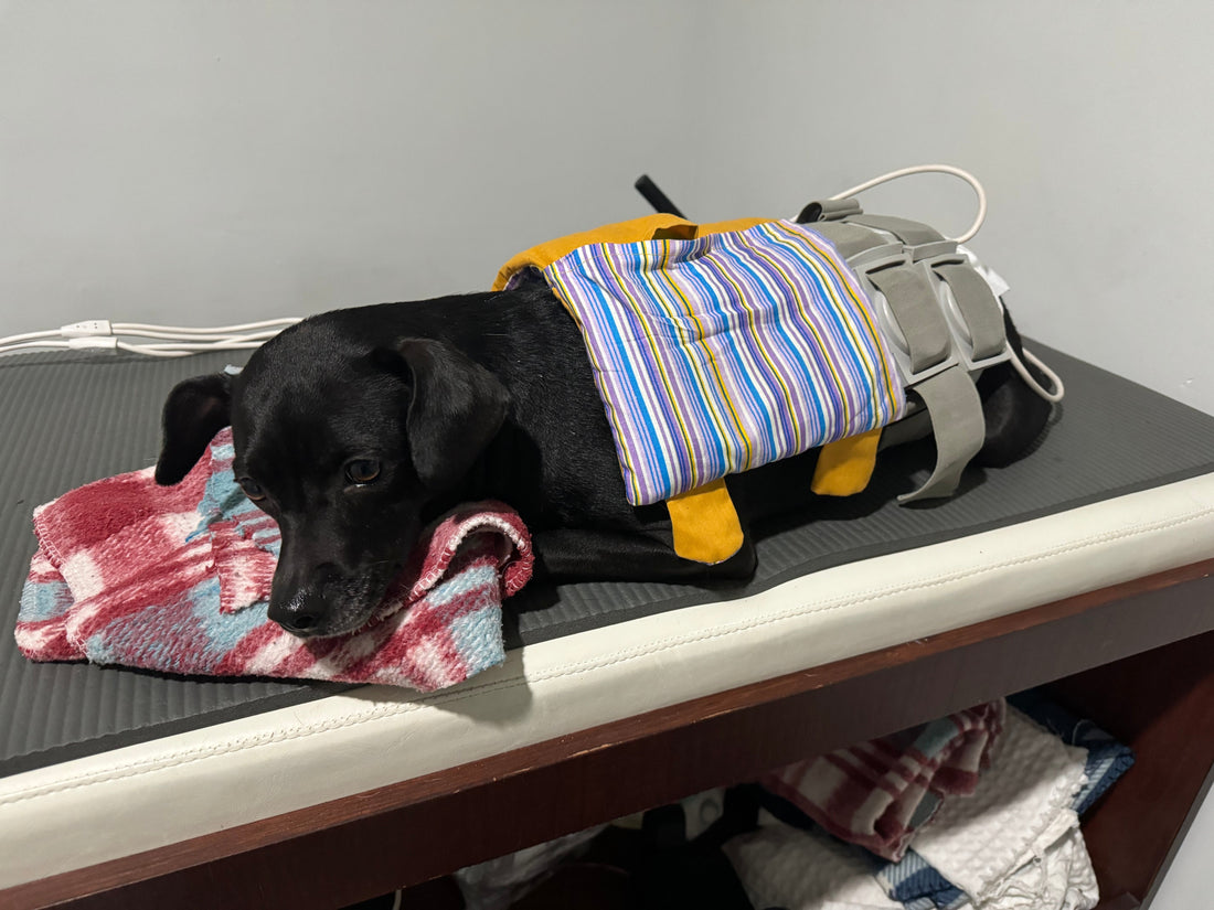 Oatie's Story & IVDD Journey